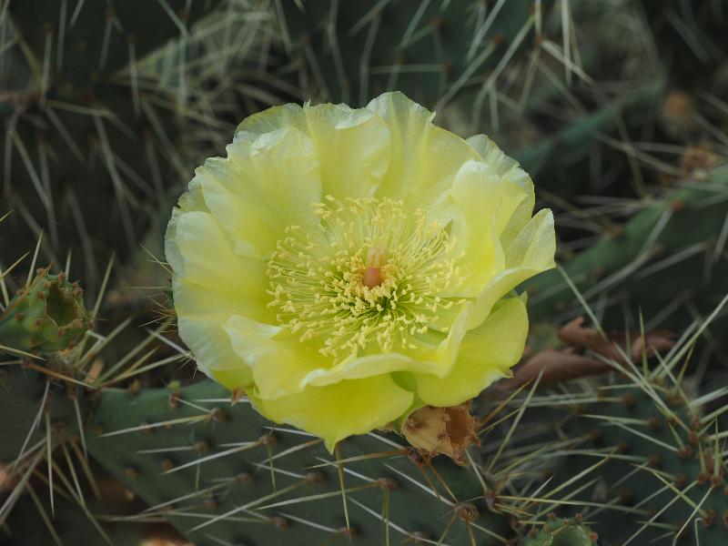London, England: Kew Gardens: cactus with yellow flower