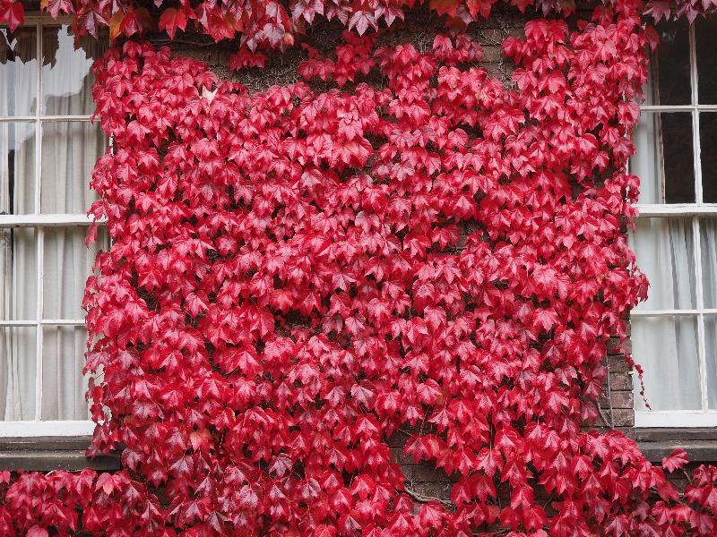 Cambridge, England: Peterhouse: The Hostel, ivy in autumn red
