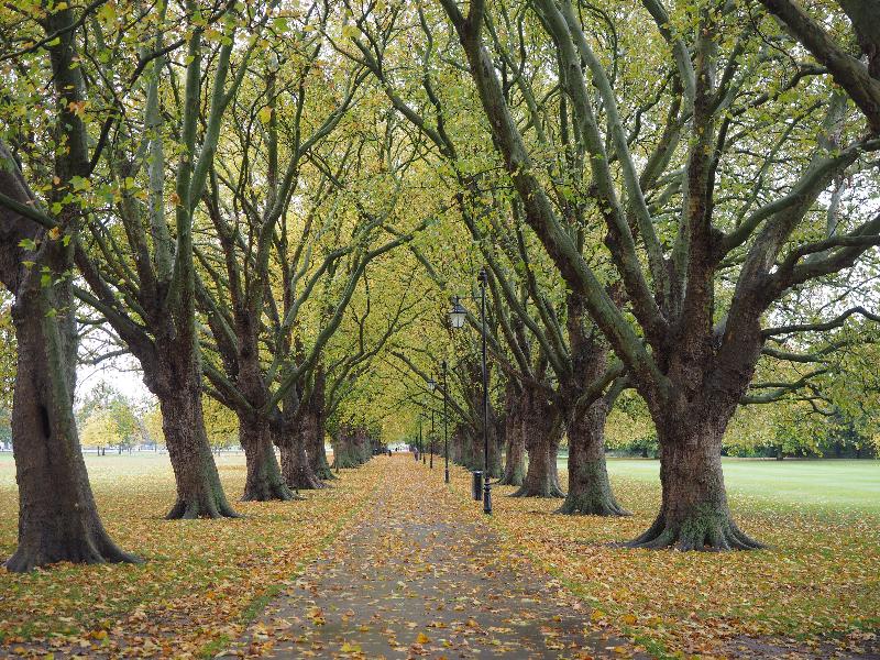 Cambridge, England: Jesus Green: Plane trees (Platanus), autumn