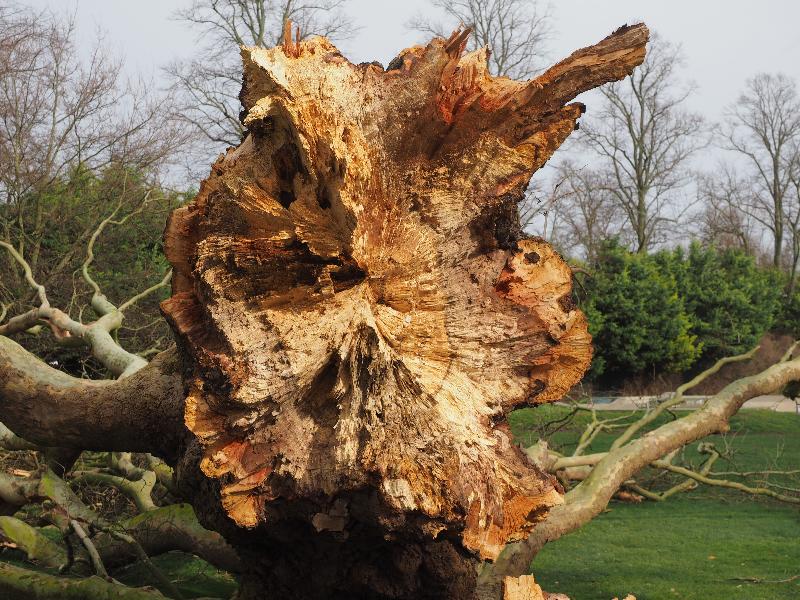 Cambridge, England: Jesus Green: plane tree that fell over in Storm Ciara