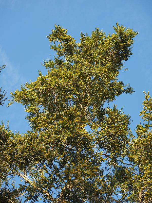 Cambridge, England: Roseford Road: Azara tree in blossom