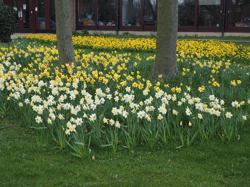 Cambridge, England: Institute of Astronomy: daffodils