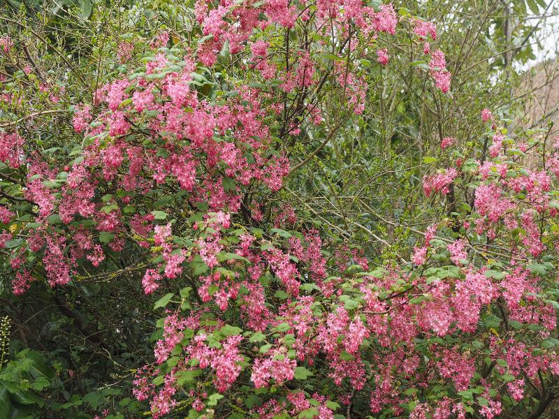 Cambridge, England: Roseford Road: flowering currant
