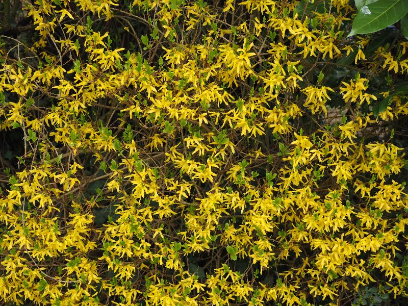 Cambridge, England: Roseford Road: forsythia