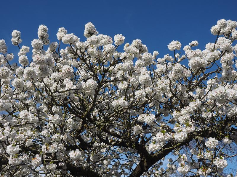 Cambridge, England: Roseford Road: cherry tree in bloom