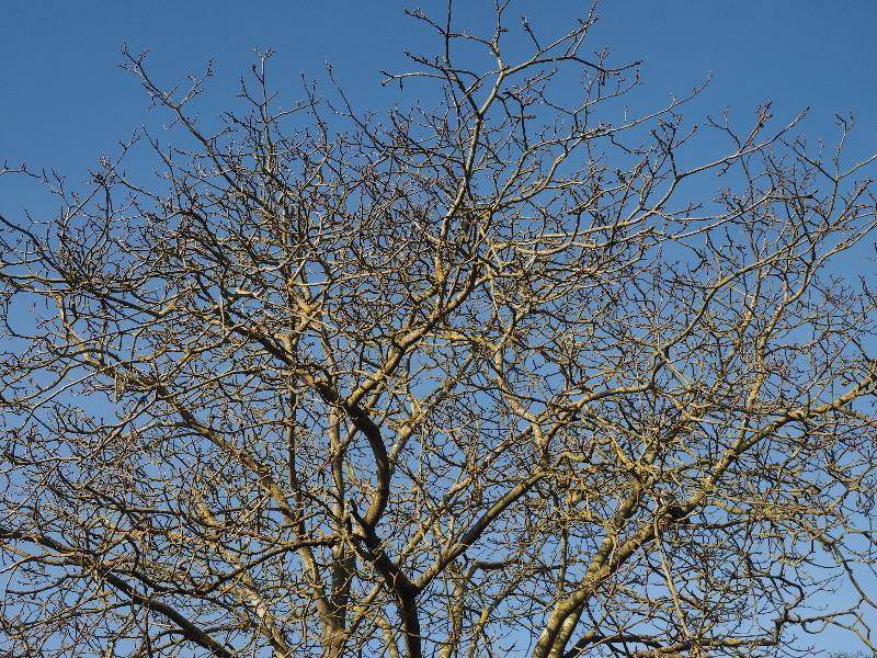 Cambridge, England: Roseford Road: walnut tree branches