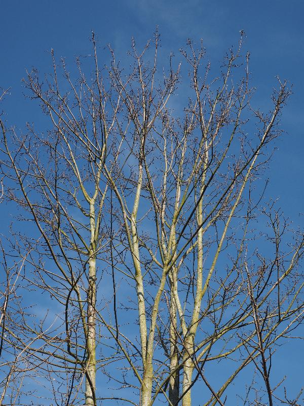 Cambridge, England: Roseford Road: maple tree branches