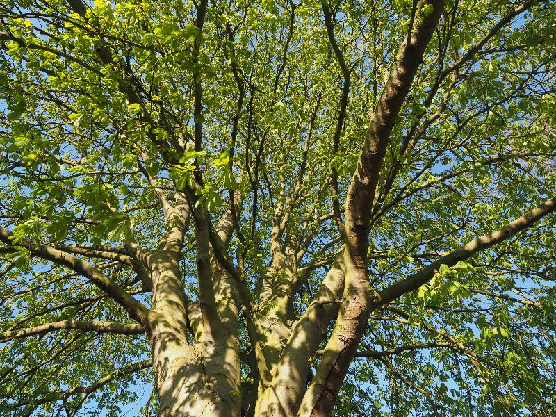 Cambridge, England: Histon Road: Horse Chestnut, leaves coming out