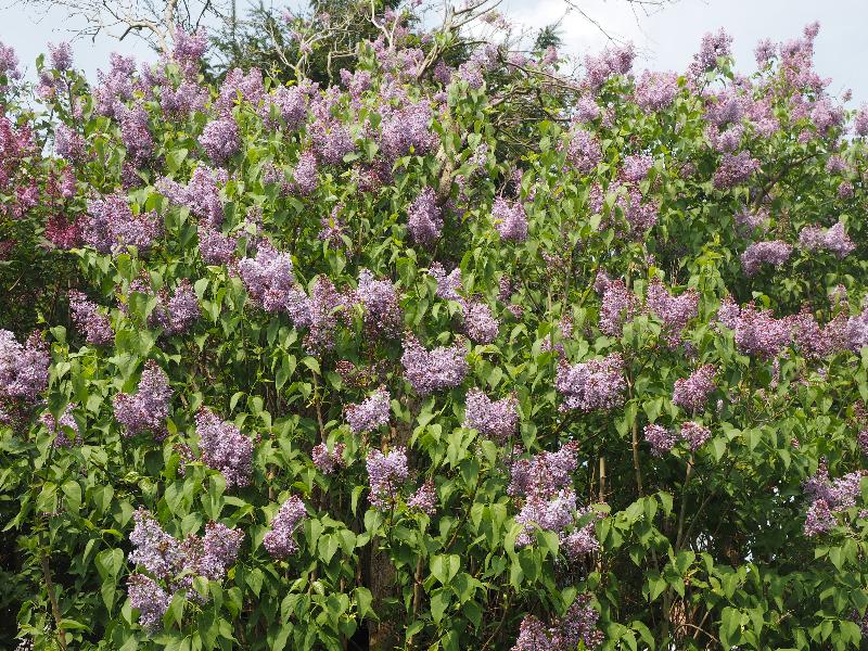 Cambridge, England: Roseford Road: lilac tree blossoms