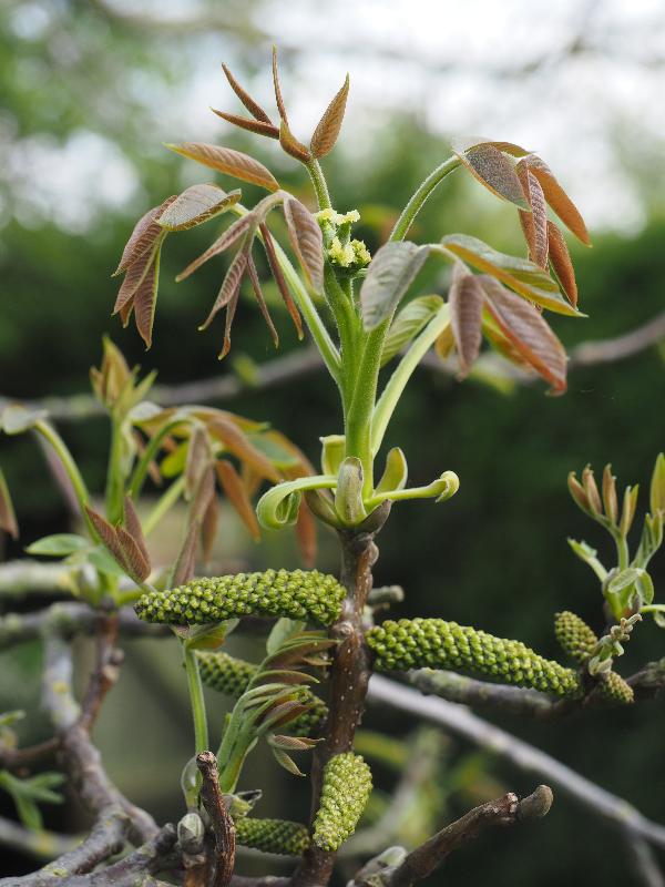 Cambridge, England: Roseford Road: walnut tree,  young leaves, flowers and fruit