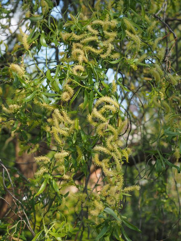 Cambridge, England: Histon Road: willow tree, flowers
