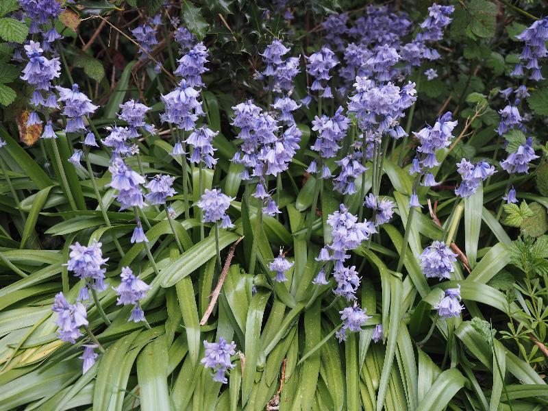 Cambridge, England: Roseford Road: bluebells