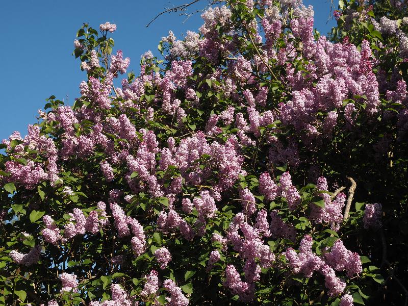 Cambridge, England: Roseford Road: reddish lilac tree in bloom