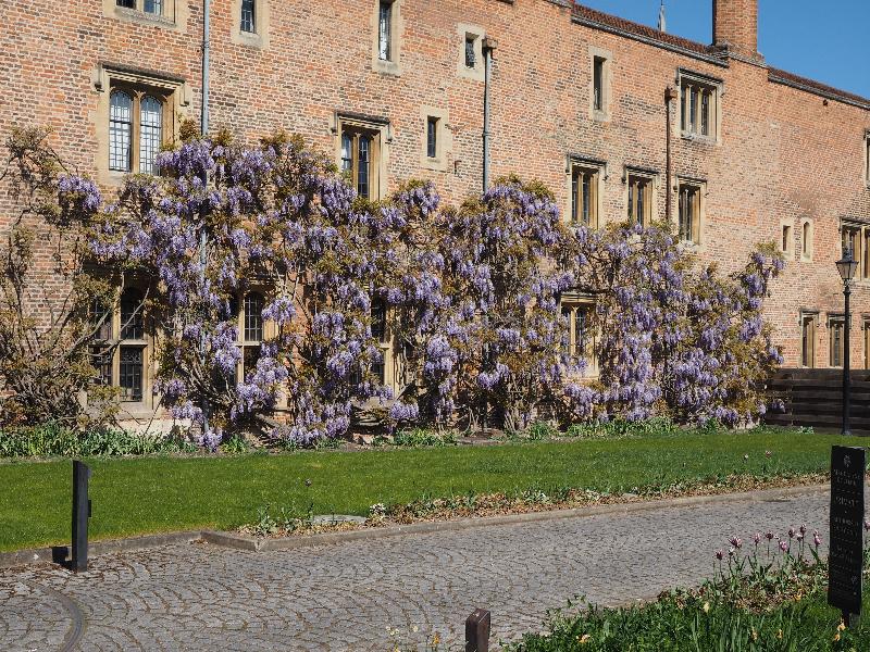 Cambridge, England: Magdalene College: wisteria