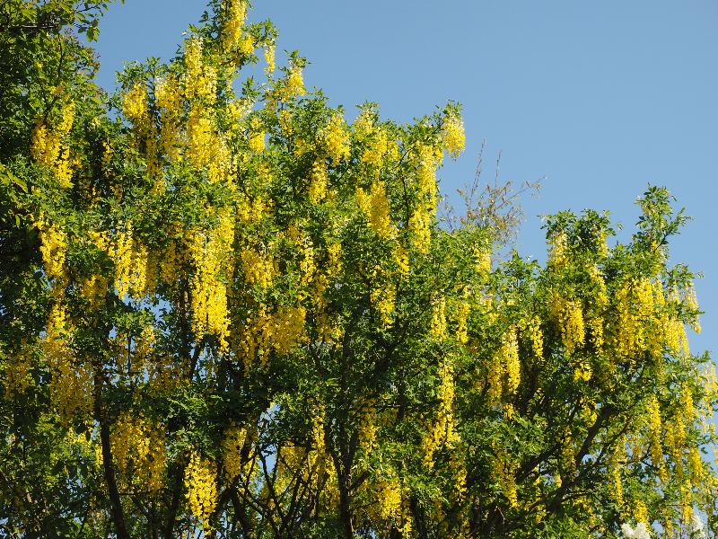 Cambridge, England: Roseford Road: laburnum in bloom