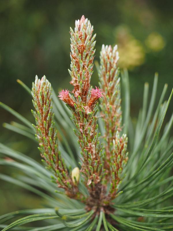 Cambridge, England: Roseford Road: pine tree, young growth