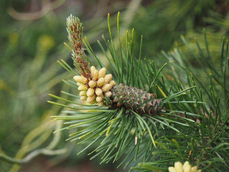 Cambridge, England: Histon Road: pine tree, young flowers and cone