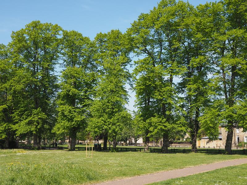 Cambridge, England: New Square: Common Lime trees (Tilia x europaea)