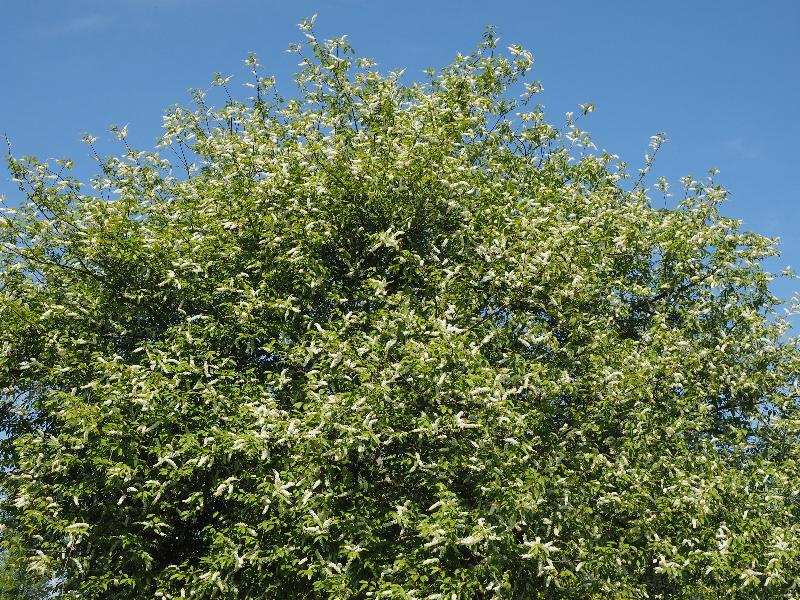Cambridge, England: Jesus Green: Bird Cherry 'Watereri' (Prunus padus 'Watereri') trees in bloom