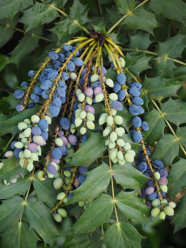 Cambridge, England: Roseford Road: Mahonia fruit