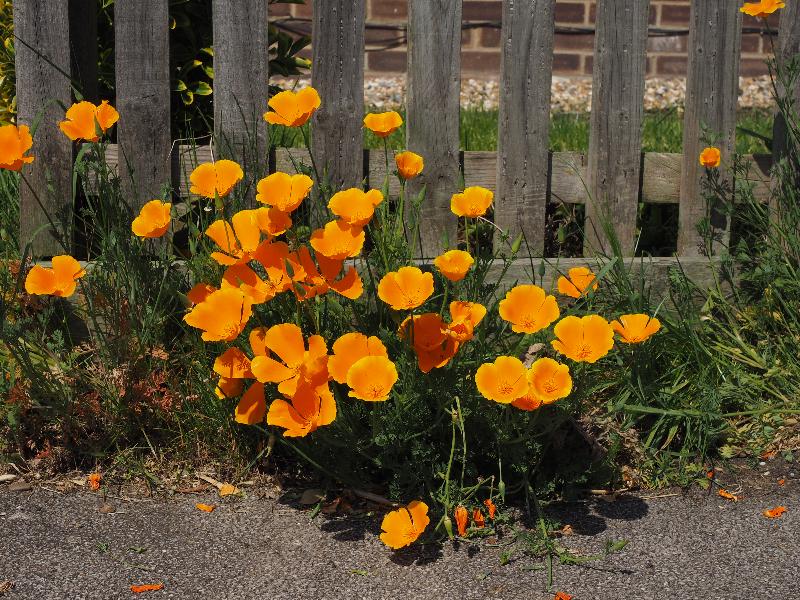 Cambridge, England: Stretten Avenue: Californian poppies