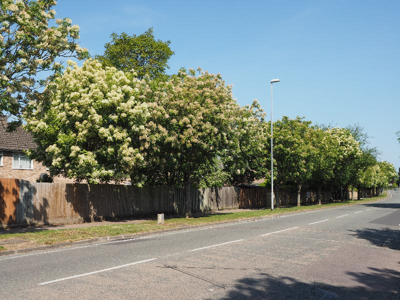 Cambridge, England: Histon Road: line of trees in bloom (before road widened)