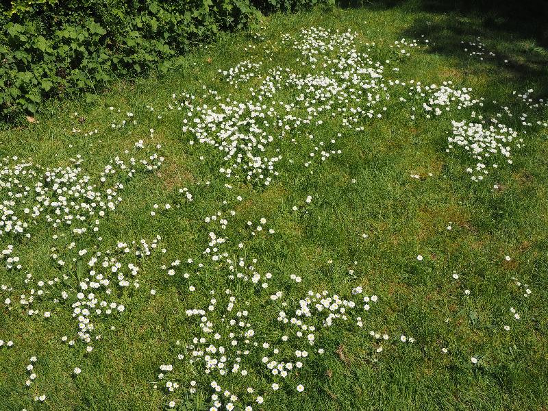 Cambridge, England: Histon Road: English daisies