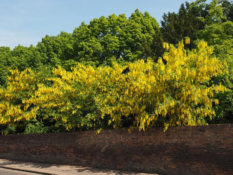 Cambridge, England: Magdalene College: Laburnum