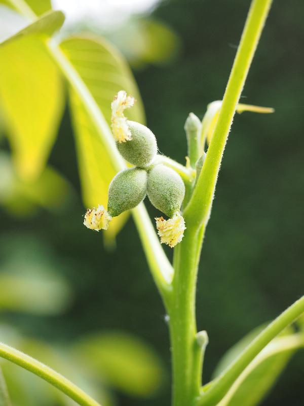 Cambridge, England: Roseford Road: walnut tree, young fruit