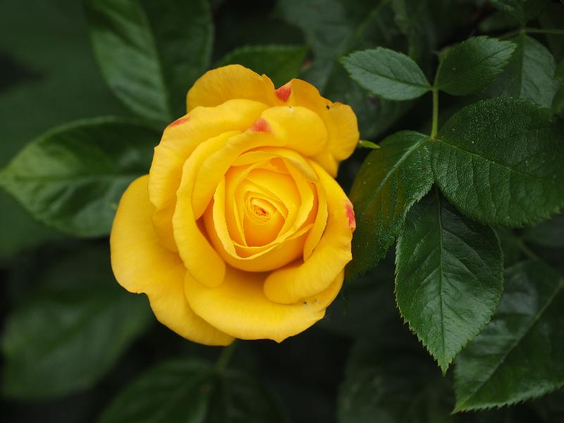 Cambridge, England: Roseford Road: yellow rose