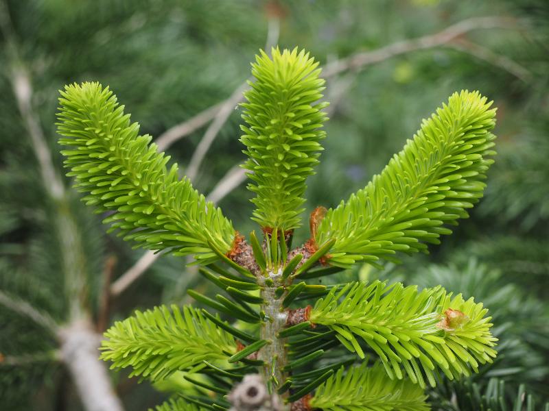 Cambridge, England: Roseford Road: spruce tree, new growth