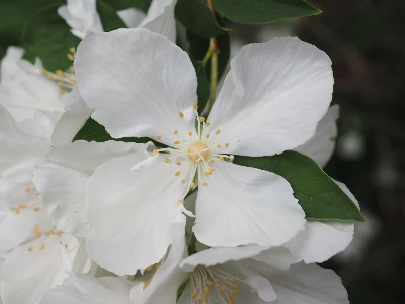 Cambridge, England: Roseford Road: Philadelphus