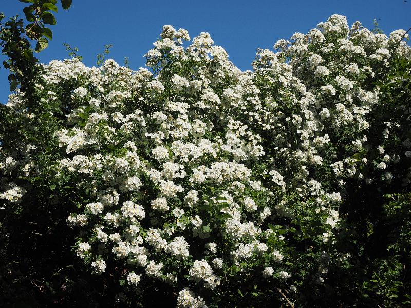 Cambridge, England: Roseford Road: climbing rose (kiwi at top left)