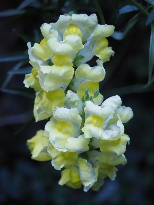Cambridge, England: Roseford Road: yellow Snapdragon