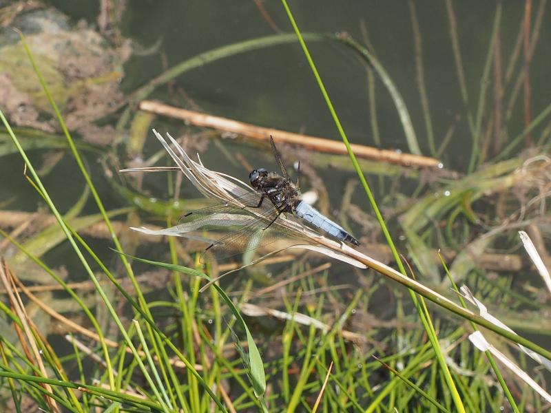 Wicken, England: Wicken Fen: blue dragon fly