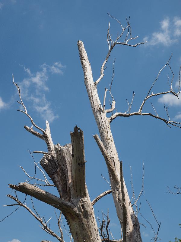 Wicken, England: Wicken Fen: dead trees