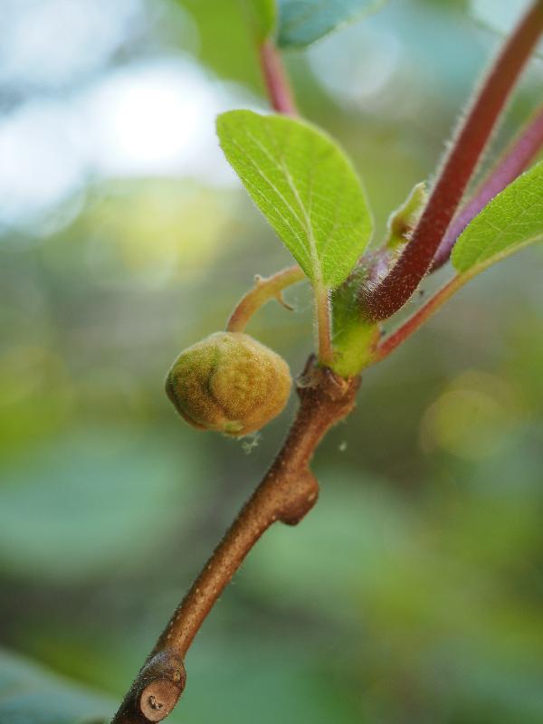 Cambridge, England: Roseford Road: kiwi flower (not open)