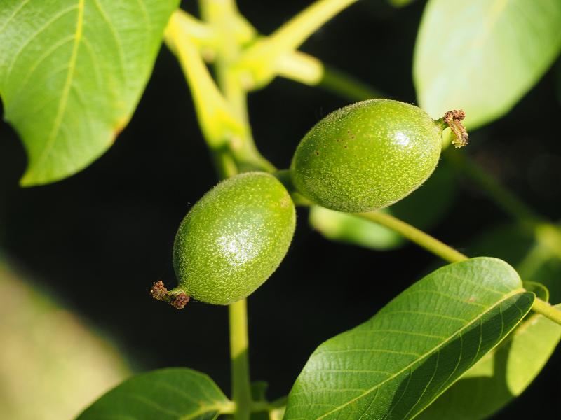 Cambridge, England: Roseford Road: walnut tree, young fruit