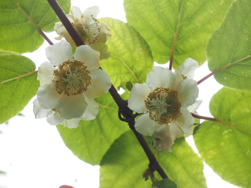 Cambridge, England: Roseford Road: kiwi flowers