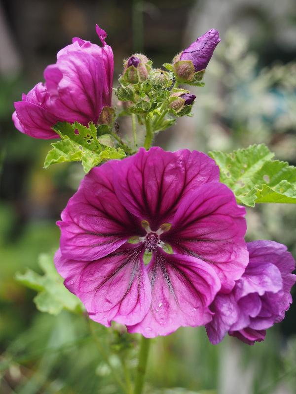 Cambridge, England: Roseford Road: red hollyhock