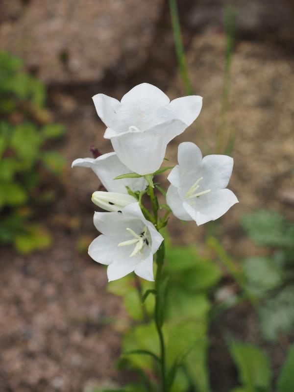 Cambridge, England: Roseford Road: white Campanula