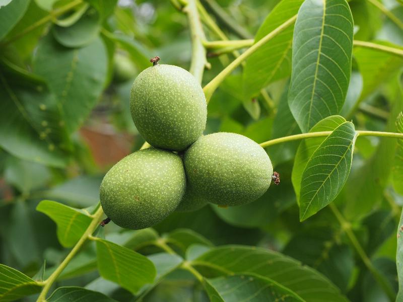 Cambridge, England: Roseford Road: walnuts