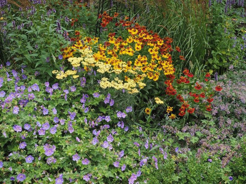 Cambridge, England: St Catharine's College: flower bed