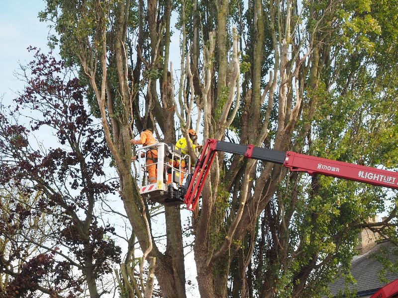Cambridge, England: Histon Road: workers pruning Poplar tree