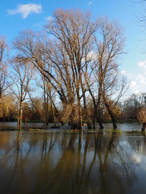 Cambridge, England: Cam: flooding at Paradise Local Nature Reserve