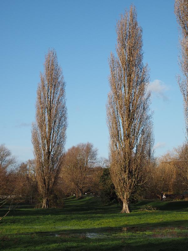 Cambridge, England: Sheep's Green (Coe Fen): view, winter