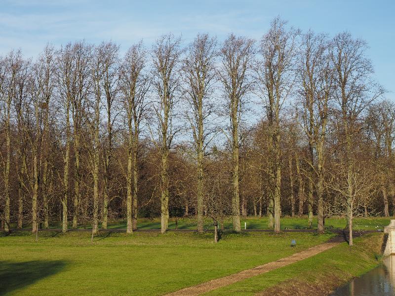 Cambridge, England: Trinity College: Lime (Linden) trees along the Avenue