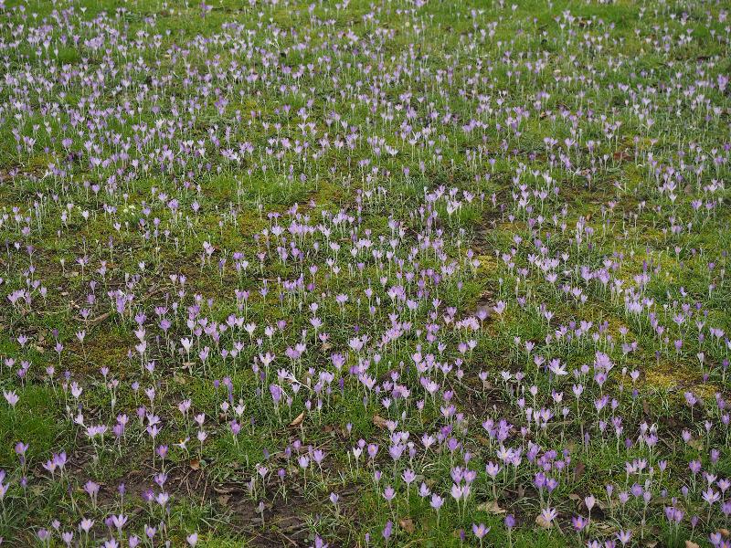 Cambridge, England: Trinity College: purple crocuses