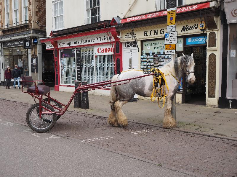 Cambridge, England: King's Parade: horse and trotting buggy