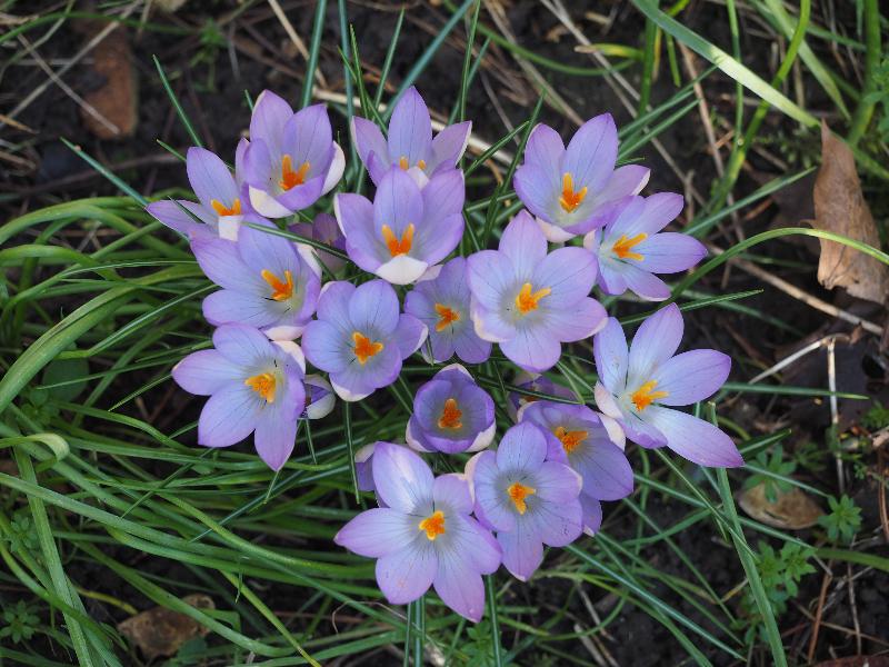 Cambridge, England: Roseford Road: purple crocuses